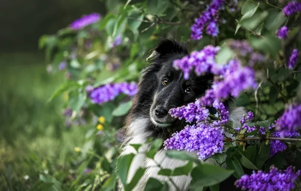 Greens, look, leaves, flowers, branches, nature, pose, Bush