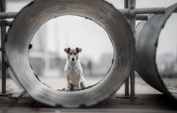 Look, each, pipe, dog