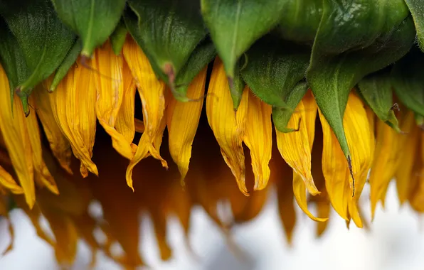 Flower, summer, macro, yellow, sunflower, petals, wilting