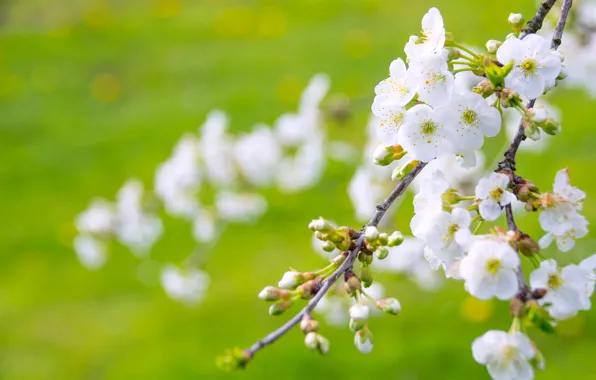 Greens, flowers, cherry, glade, branch, spring, garden, Sakura
