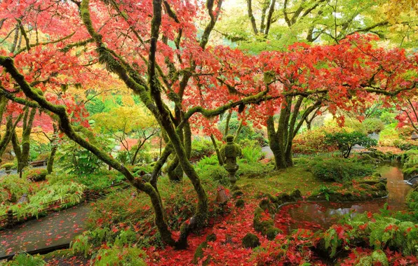 Picture Canada, British Columbia, Vancouver island, Japanese maple, Butchart Gardens
