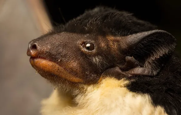 Australia, bat form, Saccolaimus flaviventris