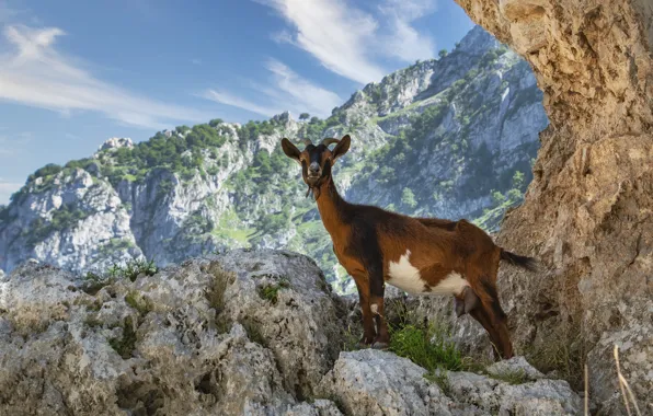 Look, mountains, pose, rocks, height, goat, mountain goat