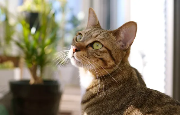 Cat, cat, look, light, plant, portrait, window, pot