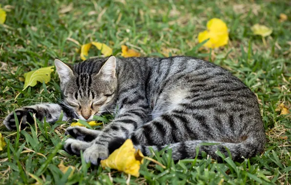 Picture cat, foliage, sleep, pet, meow, cat on the grass, gray-striped wool