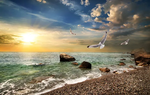 Sea, the sky, the sun, clouds, stones, dawn, coast, seagulls