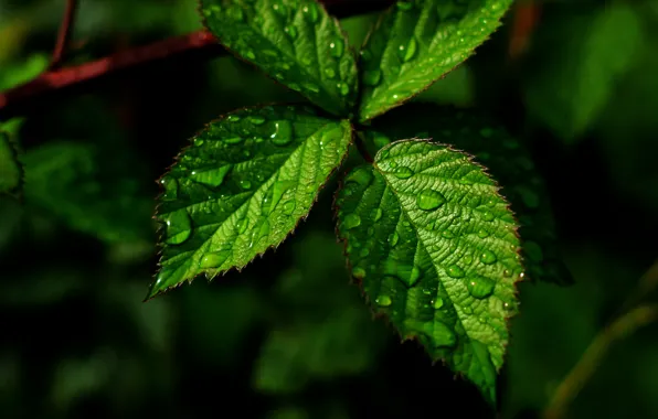 Dark, water, drops, leaf