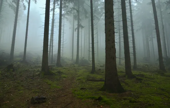 Picture forest, trees, nature, fog