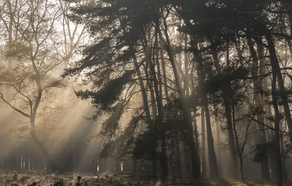 Forest, the sun, rays, light, trees, branches, fog, pine