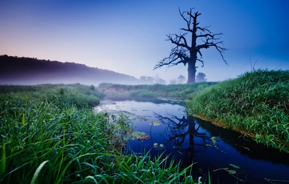 Picture old oak, Old Oak, Poland