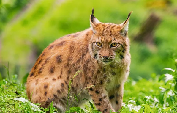 Picture greens, grass, look, lynx, sitting