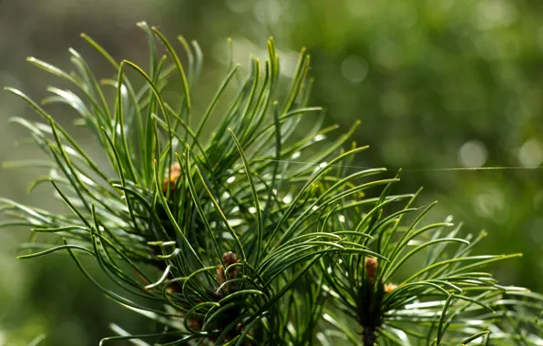 Green, tree, pine