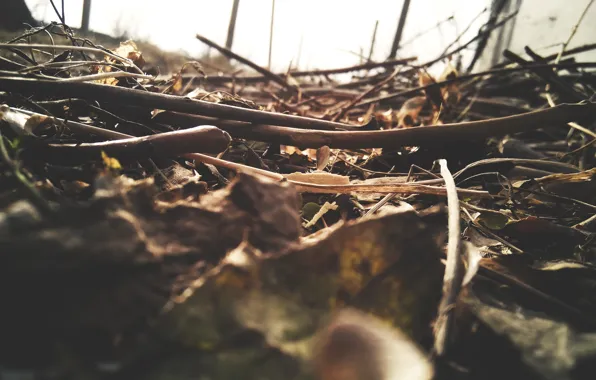 Autumn, the wreckage, branches, texture, wood, ochre