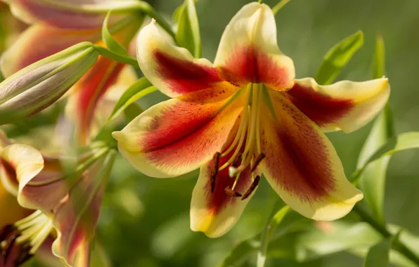 Flowers, orange, red, Lily, petals, garden, stem, buds