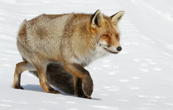 Winter, look, face, snow, traces, nature, pose, paws