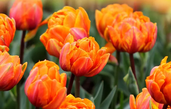 Picture flowers, tulips, orange - pink