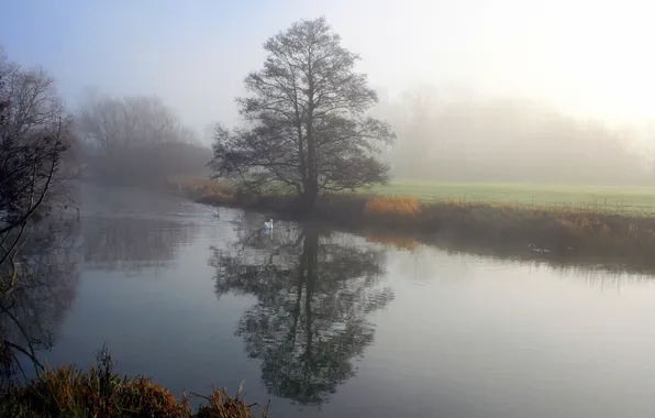Water, Reflection, Field, Fog, Trees, River, Forest, Morning