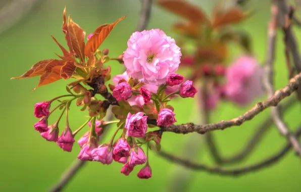 Leaves, flowers, branches, spring, buds, flowering