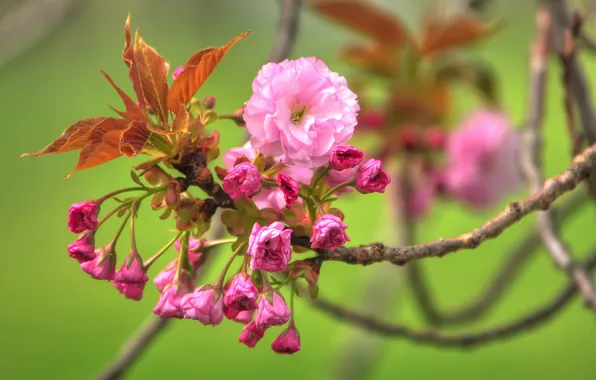 Picture leaves, flowers, branch, spring, buds, flowering