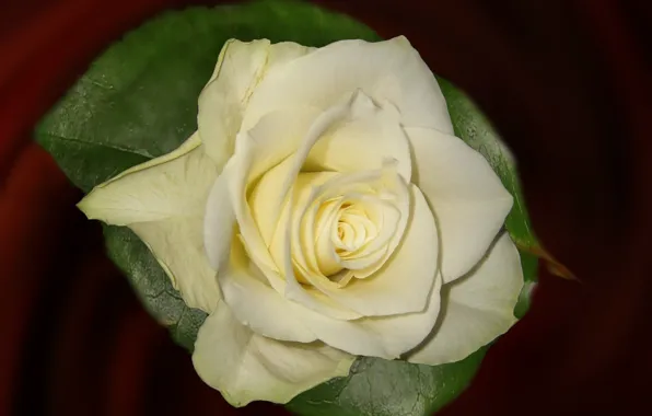 Background, rose, petals, Bud, white rose