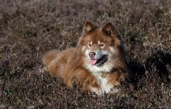 Picture grass, dog, Heather, Finnish lapphund