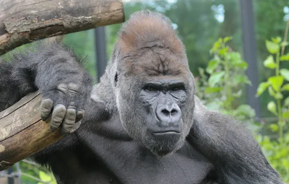 Picture look, face, gorilla