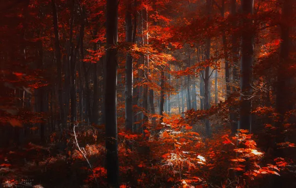 Picture autumn, forest, leaves, trees, red, Ildiko Neer