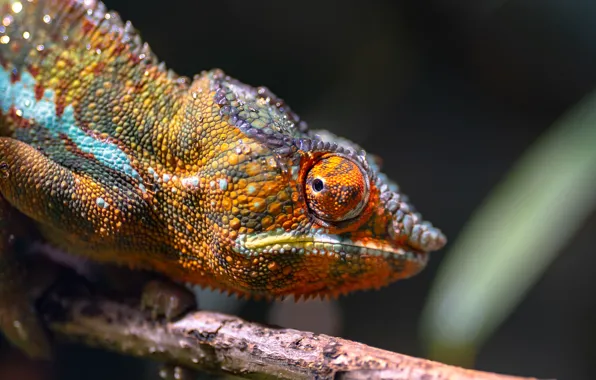 Look, bright, eyes, chameleon, the dark background, portrait, branch, reptile