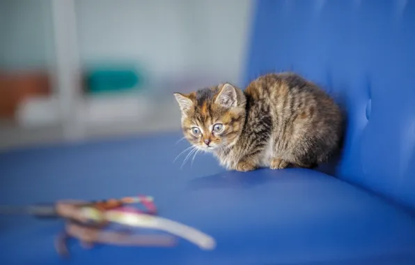 Cat, look, blue, background, sofa, sweetheart, baby, muzzle