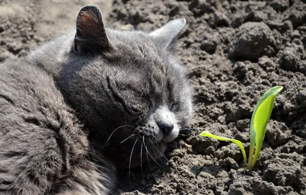 Cat, sleeping, well