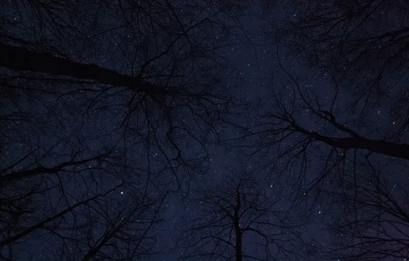 Picture the sky, stars, trees, night, nature