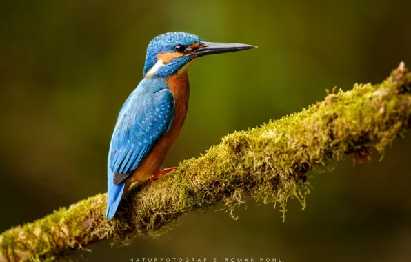 Picture background, bird, branch, Kingfisher