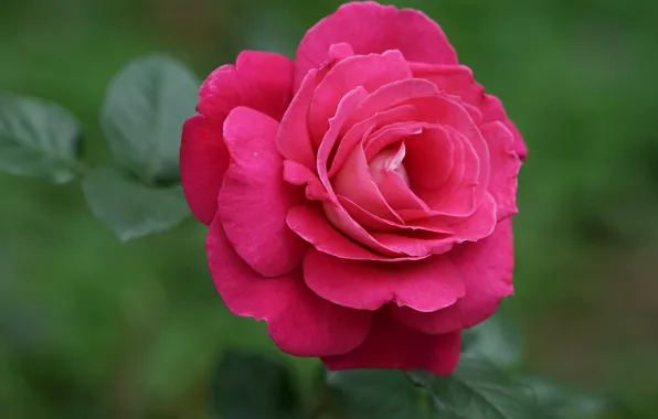 Macro, close-up, rose, petals