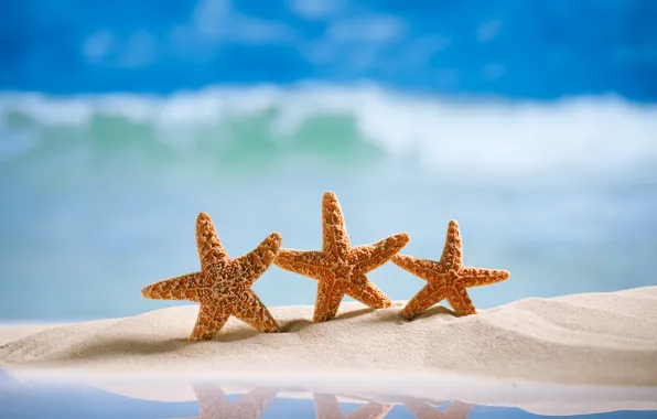 Picture sand, sea, beach, starfish, summer, beach, sea, sand