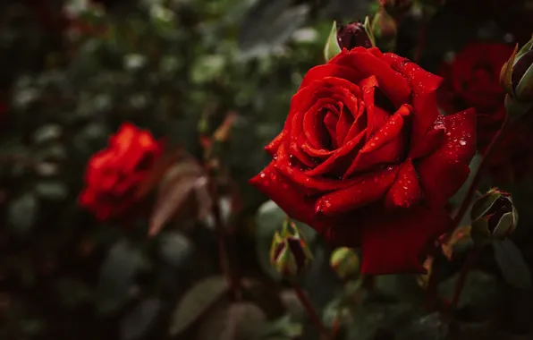 Picture leaves, drops, flowers, red, the dark background, roses, garden, buds