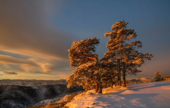 Winter, trees, morning