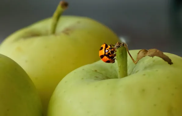 Wallpaper background, apples, ladybug, insect images for desktop ...