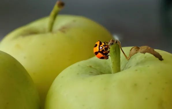 Picture background, apples, ladybug, insect