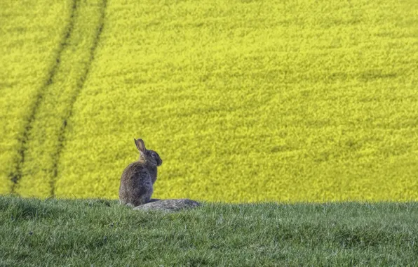 Summer, hare, rape