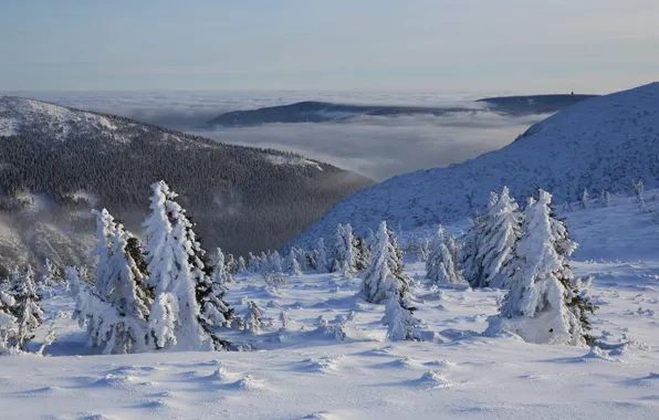 Winter, forest, snow, mountains, Christmas trees