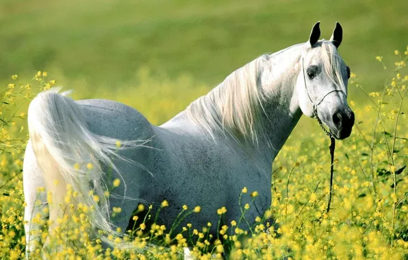 Picture flowers, horse, white