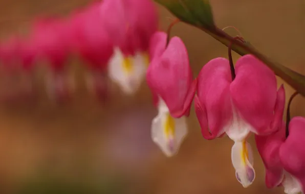 Picture flower, branch, pink, broken heart, the bleeding heart