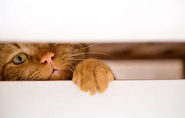 Picture cat, background, Koshak, Tomcat, foot, the gap