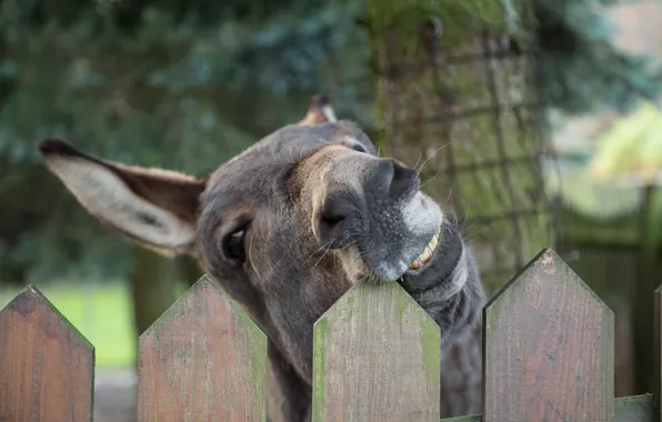 Picture face, background, the fence, donkey