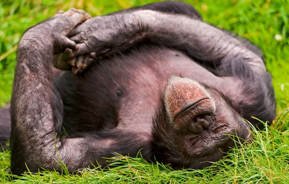 Picture grass, stay, sleep, chimpanze