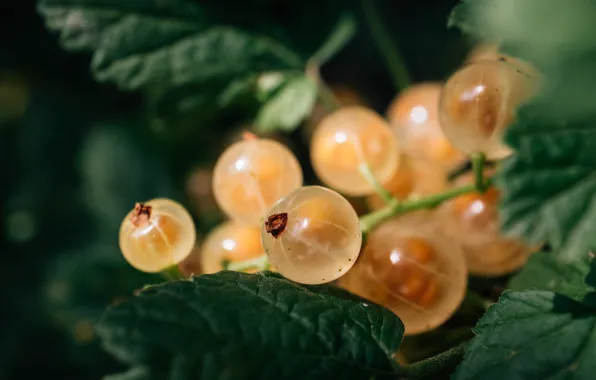 Picture leaves, white currants, ripe berries