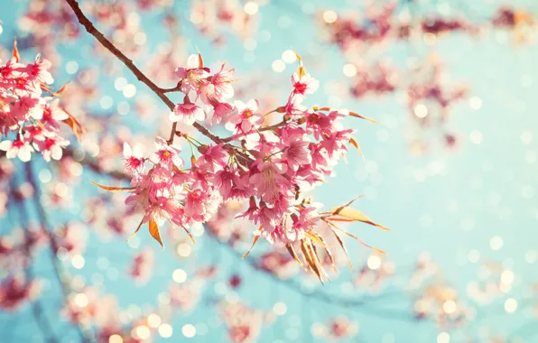 Flowers, branches, nature, tree, spring, Sakura, flowering