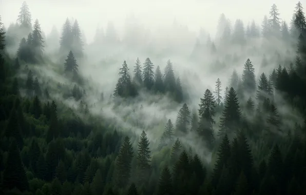 Forest, nature, fog, the slopes, ate, haze, early in the morning, AI art