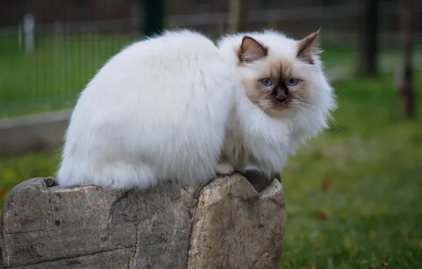 Picture cat, white, grass, cat, look, face, nature, Park