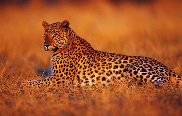 Sunset, stay, Leopard, the evening, Savannah, Africa